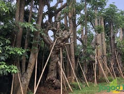 Sacred Groves dan Batas Takdir