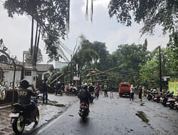 Pentingnya Memasang Rambu Pada Area Rawan Pohon Tumbang