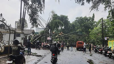 Pentingnya Memasang Rambu Pada Area Rawan Pohon Tumbang