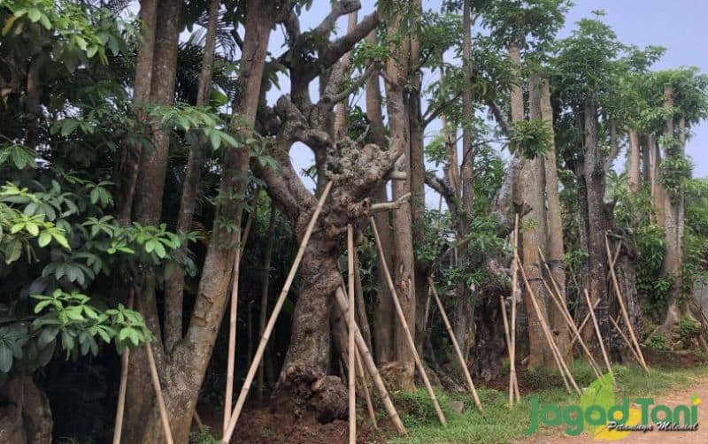 AI mampu membaca pola perilaku manusia, memprediksi pilihan, bahkan memengaruhi keyakinan.